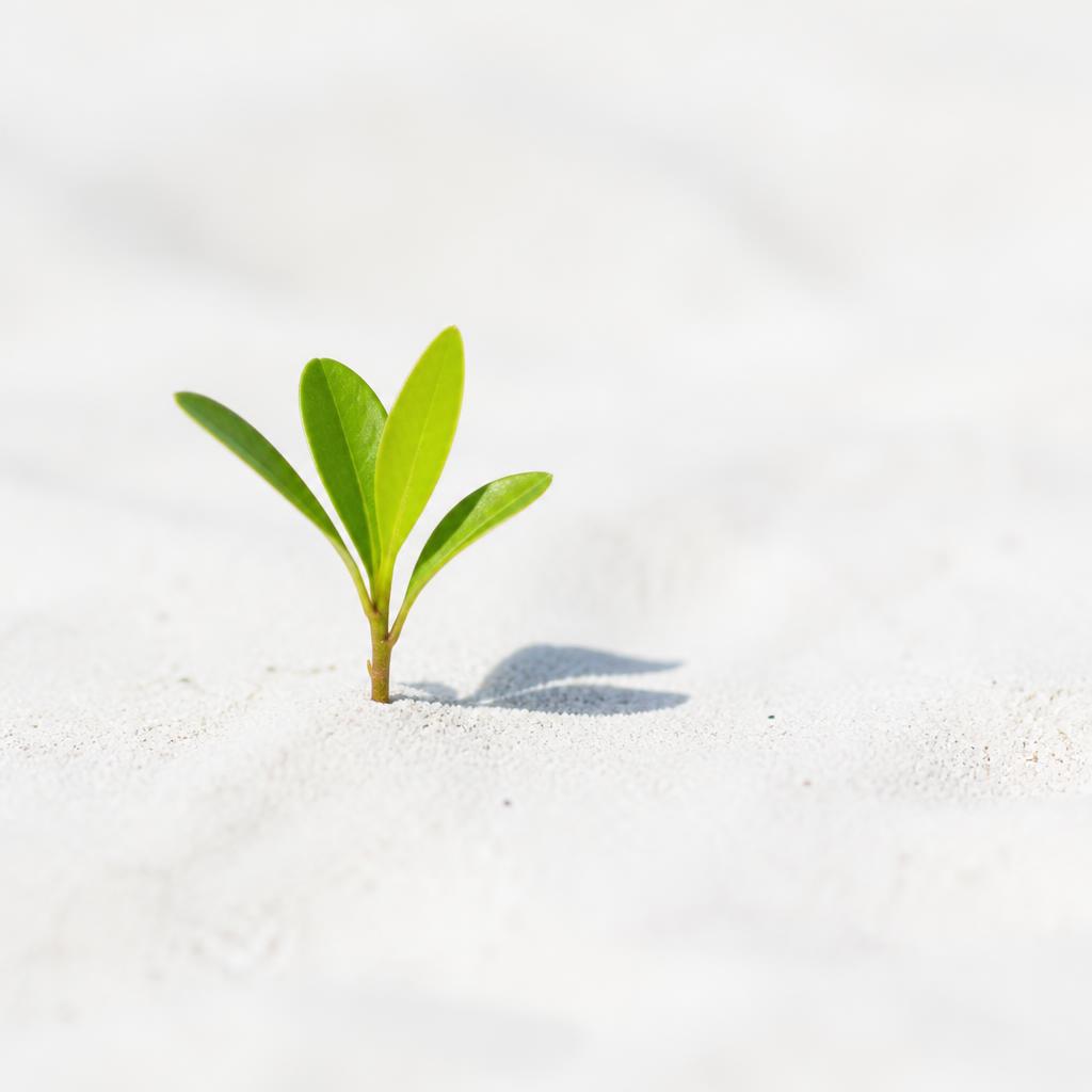 Green seedling sprouting from clean white sand
